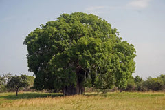 Baobab (Adansonia)