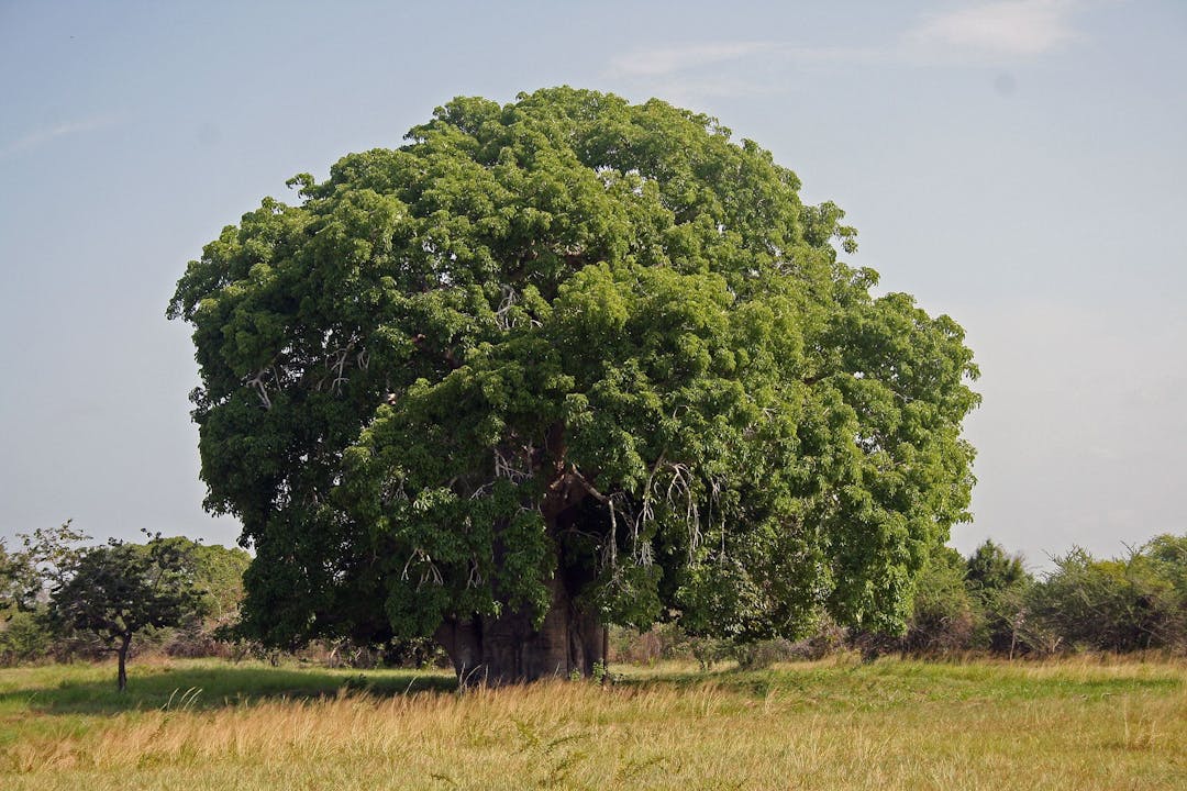 Baobab (Adansonia) in Daytime Detox