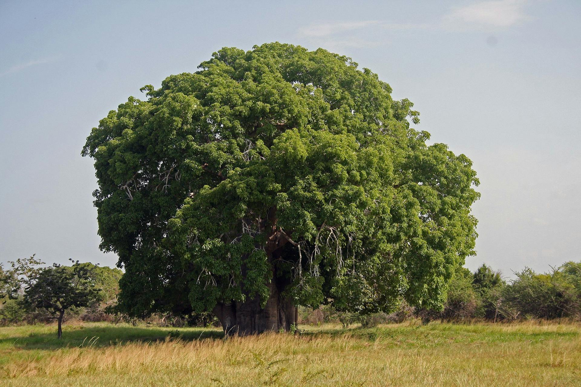 Baobob (Adansonia) 