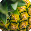 Pineapple Bromelain (Ananas comosus)