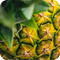 Pineapple Bromelain (Ananas comosus)